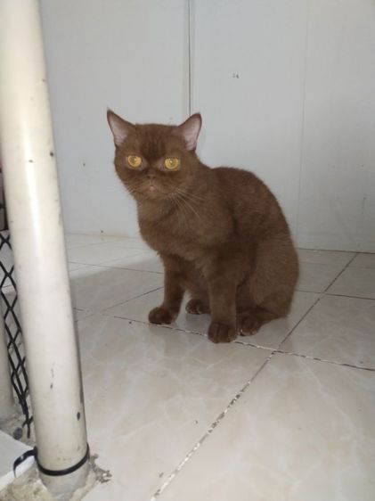 แมวscottish fold รูปที่ 8