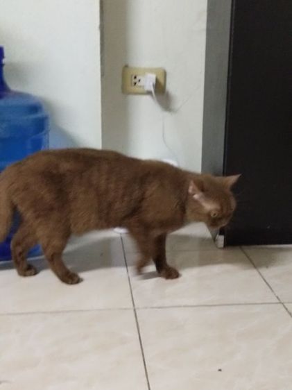 แมวscottish fold รูปที่ 13