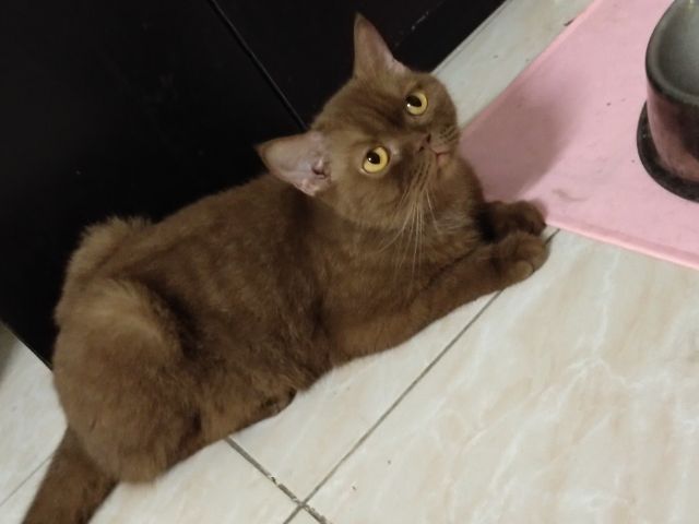 แมวscottish fold รูปที่ 10