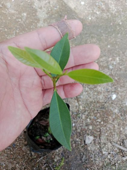 ต้นหว้าลูกใหญ่