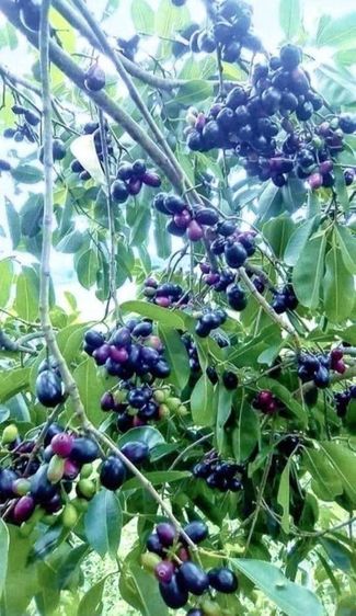 ต้นหว้าลูกใหญ่ รูปที่ 5