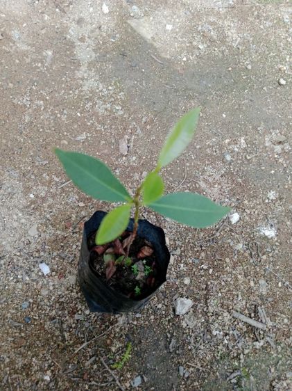 ต้นหว้าลูกใหญ่ รูปที่ 4