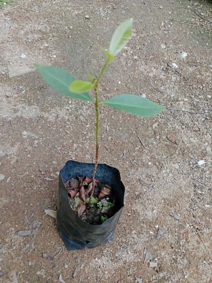 ต้นหว้าลูกใหญ่ รูปที่ 3