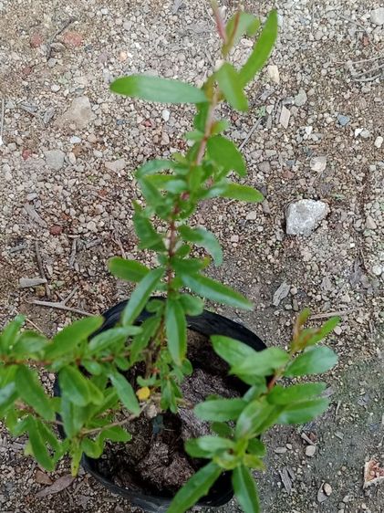 ต้นทับทิมแดง รูปที่ 3