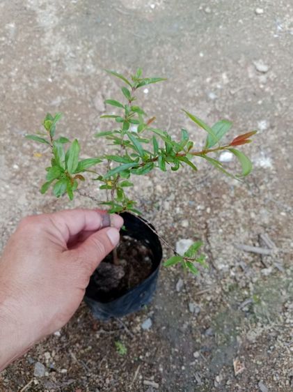 ต้นทับทิมแดง รูปที่ 5