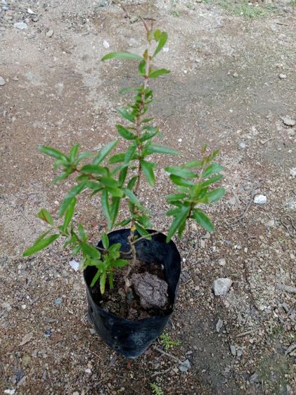 ต้นทับทิมแดง รูปที่ 4