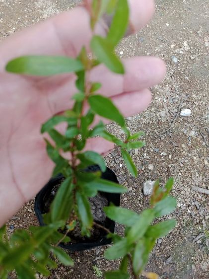 ต้นทับทิมแดง รูปที่ 2