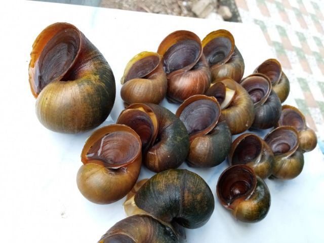 แม่พันธุ์ หอยเชอรี่สีทอง รูปที่ 7