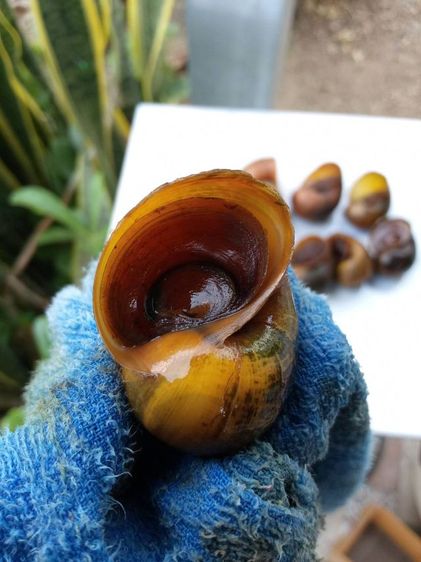 แม่พันธุ์ หอยเชอรี่สีทอง รูปที่ 4