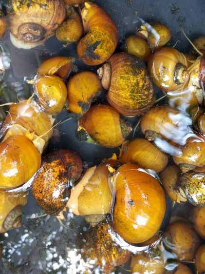 แม่พันธุ์ หอยเชอรี่สีทอง รูปที่ 2