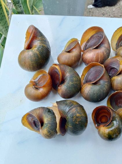 แม่พันธุ์ หอยเชอรี่สีทอง รูปที่ 3