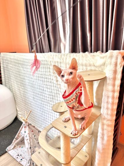 สฟิงซ์ (Sphynx) สฟิงซ์ 