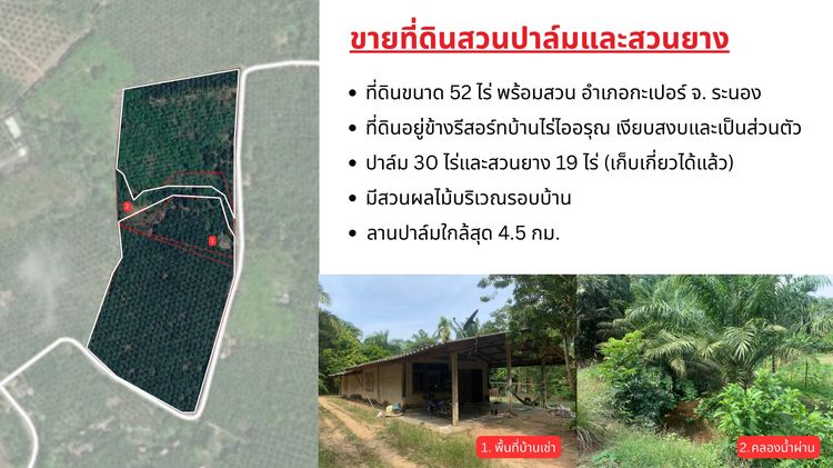 ขายที่ดินพร้อมสวนปาล์มและสวนยางพารา เนื้อที่รวม 52 ไร่ อำเภอกะเปอร์ จังหวัดระนอง