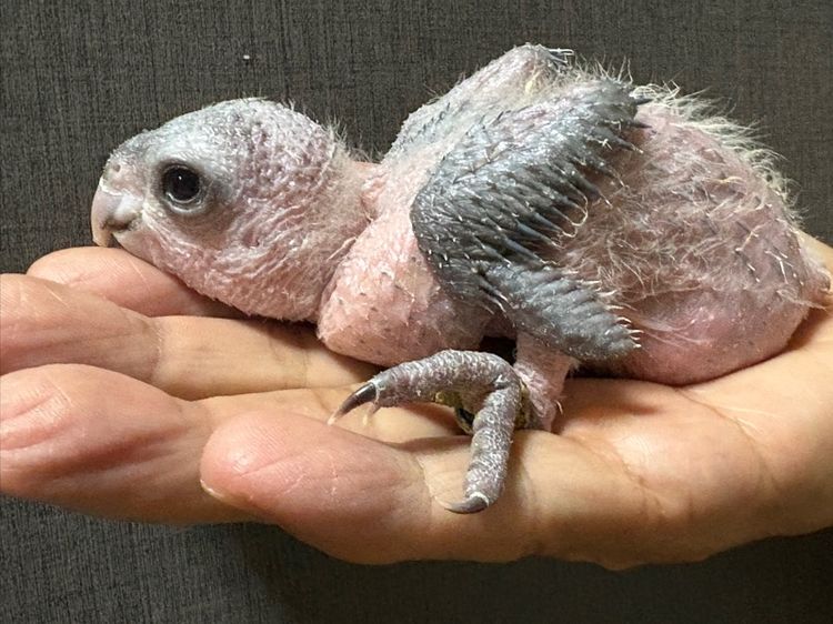 เเก้ว ลูกป้อนแบล็คเฮดไคท์