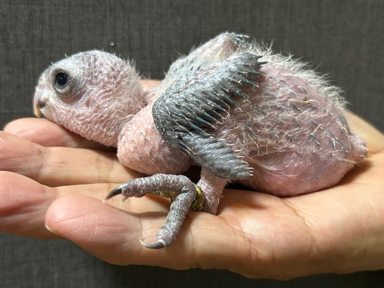 ลูกป้อนแบล็คเฮดไคท์ รูปที่ 2