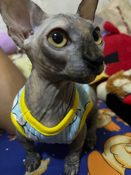 แบมบิโน่ สีเปรอะ เพศเมีย รูปที่ 4