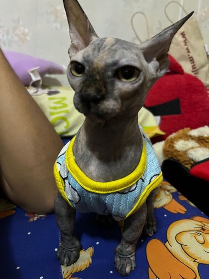 แบมบิโน่ สีเปรอะ เพศเมีย รูปที่ 3