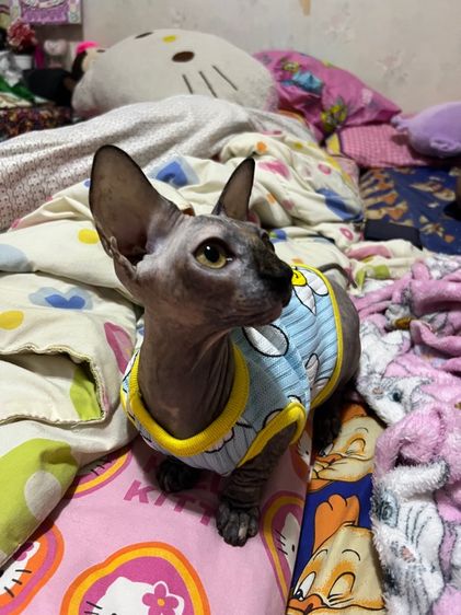 แบมบิโน่ สีเปรอะ เพศเมีย รูปที่ 2