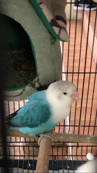 เลิฟเบิร์ดบ้านสวนวิลล์ รูปที่ 5