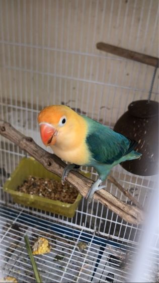 เลิฟเบิร์ดบ้านสวนวิลล์ รูปที่ 6