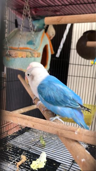 เลิฟเบิร์ดบ้านสวนวิลล์ รูปที่ 5