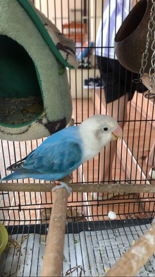 เลิฟเบิร์ดบ้านสวนวิลล์ รูปที่ 7