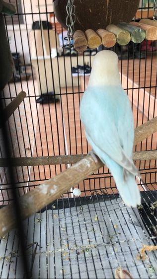 เลิฟเบิร์ดบ้านสวนวิลล์ รูปที่ 2