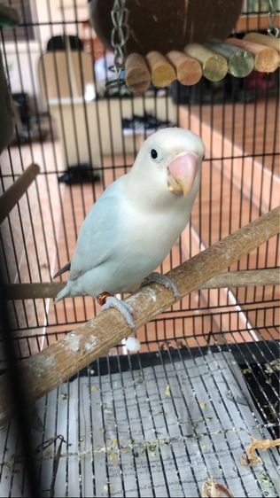 เลิฟเบิร์ดบ้านสวนวิลล์