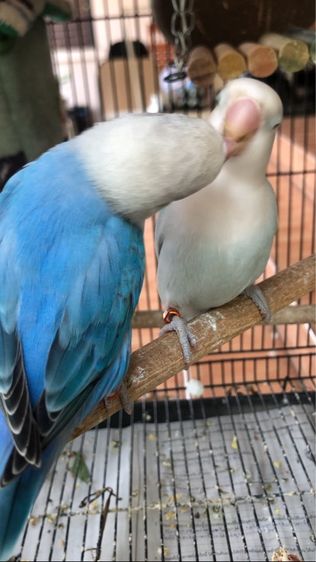 เลิฟเบิร์ดบ้านสวนวิลล์ รูปที่ 8