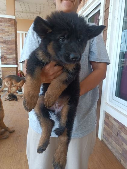 ขายหมา รูปที่ 4