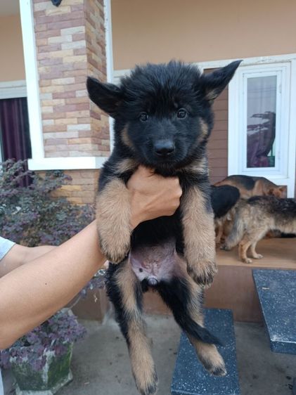 ขายหมา รูปที่ 5