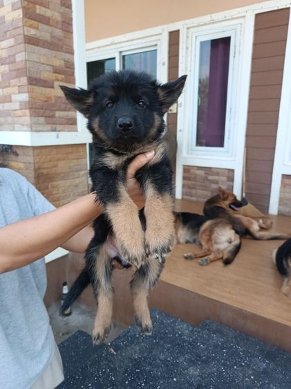 ขายหมา รูปที่ 3