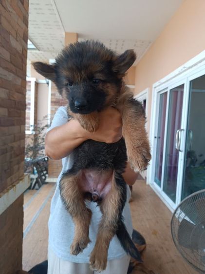 ขายหมา รูปที่ 2