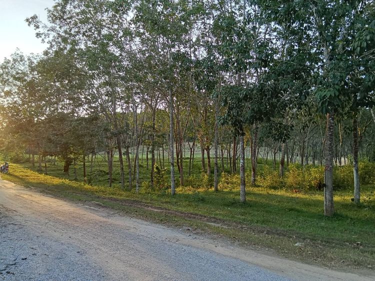 ที่ดินสวนยาง 2 ไร่ ปลักชุมแสง นาหม่อม บ้านพรุ