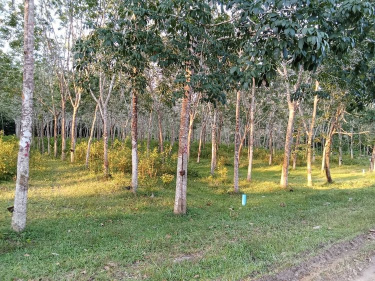 ที่ดินสวนยาง 2 ไร่ ปลักชุมแสง นาหม่อม บ้านพรุ รูปที่ 4