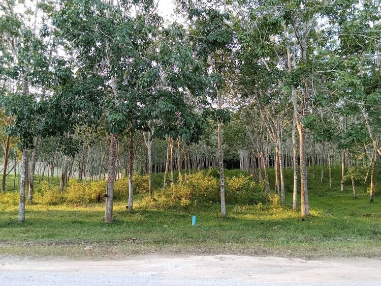 ที่ดินสวนยาง 2 ไร่ ปลักชุมแสง นาหม่อม บ้านพรุ รูปที่ 3