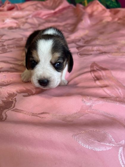 ลูกสุนัขบีเกิ้ล รูปที่ 4