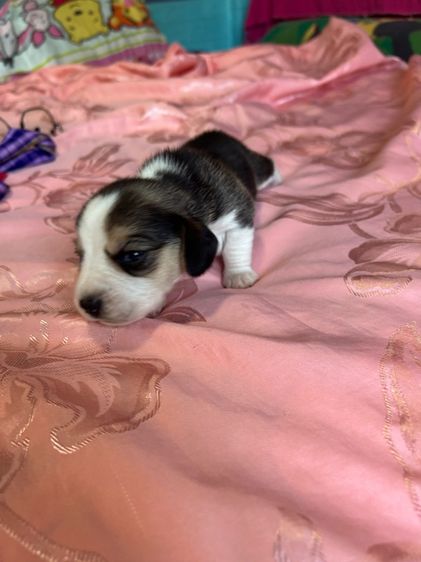 ลูกสุนัขบีเกิ้ล รูปที่ 2