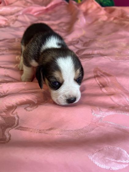 ลูกสุนัขบีเกิ้ล รูปที่ 3