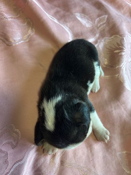 เด็กหญิงเกิ้ล1 รูปที่ 3