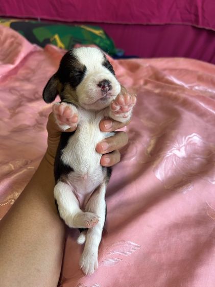 เด็กหญิงเกิ้ล1 รูปที่ 4