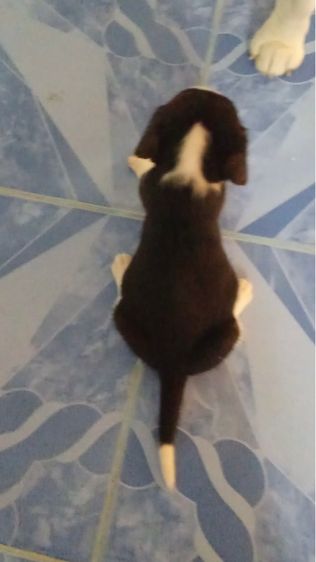 เด็กหญิงเกิ้ล1 รูปที่ 5