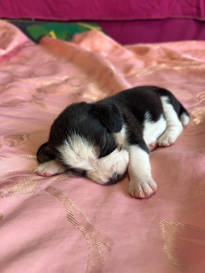 เด็กหญิงเกิ้ล1 รูปที่ 2