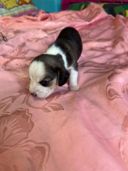 เด็กชายบีเกิ้ล2 รูปที่ 3