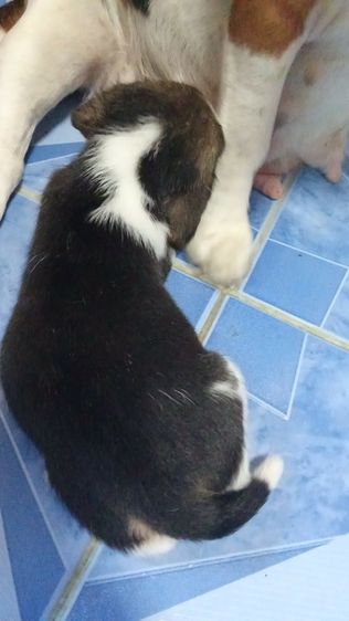 เด็กหญิงเกิ้ล2 รูปที่ 6