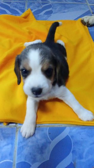 เด็กหญิงเกิ้ล2 รูปที่ 5