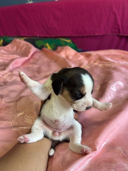 เด็กหญิงเกิ้ล2 รูปที่ 2