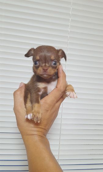 ชิวาว่า ไซร์เล็ก เมีย สีช็อค รูปที่ 4