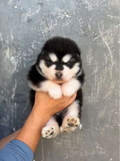 อลาสกัน สีดำ เพศผู้