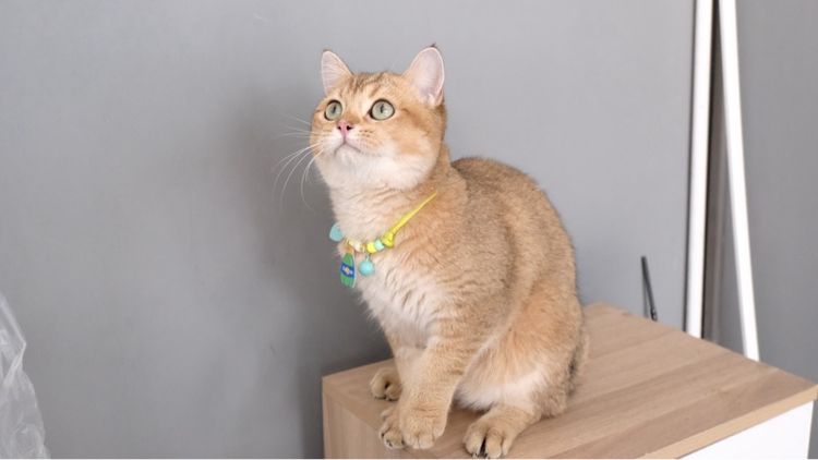 บริติช รูปที่ 5